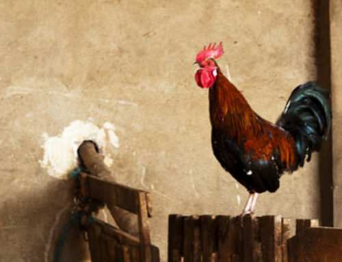 Supernaturally Speaking: Chicken Superstitions