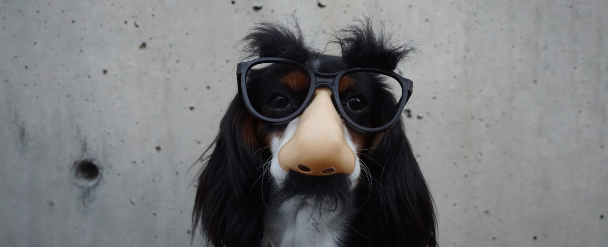 Dog wearing rubber nose and mustache